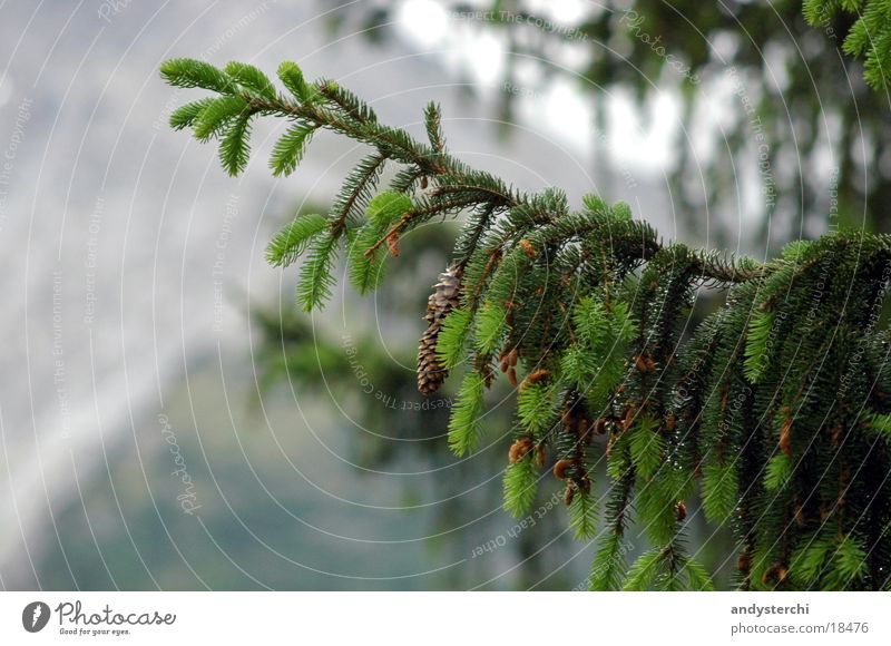 branch Fir tree Bad weather Tree Branch Mountain arosa Clouds