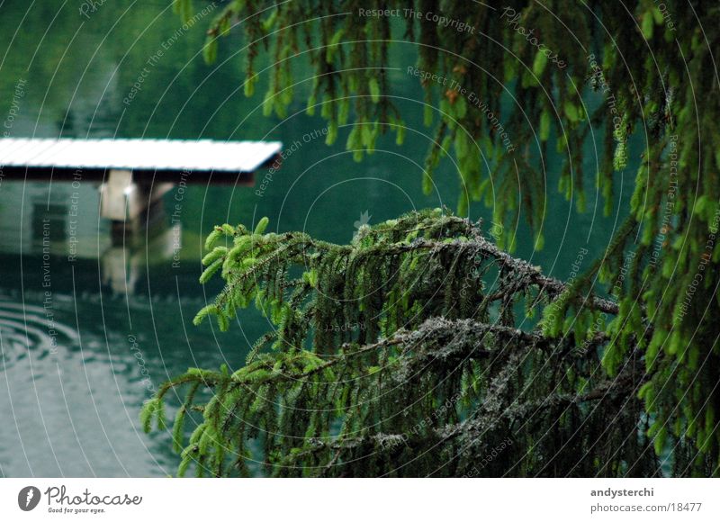 undersea Pond Untersee Footbridge Cold Lake Tree Fir tree Water arosa Branch