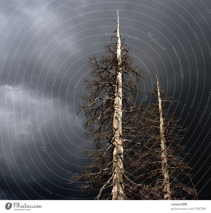 Bleak forest. Colour photo Subdued colour Exterior shot Abstract Structures and shapes Deserted Copy Space left Copy Space bottom Copy Space middle