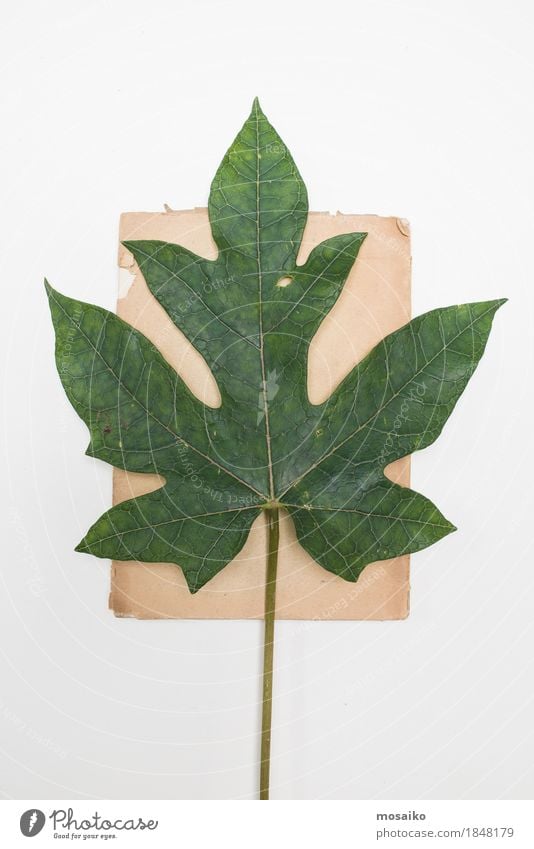 herbarium Art Nature Plant Leaf Exotic Esthetic Authentic Exceptional Elegant Uniqueness Brown Green Education Design Creativity Retro Science & Research Botany