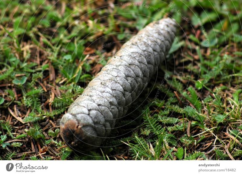 fir cones Cone Fir tree Meadow Floor covering Woodground 1 Fir cone