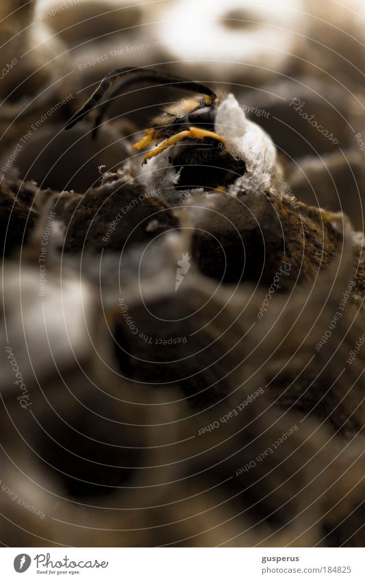 waspertine {2} Colour photo Macro (Extreme close-up) Deserted Blur Animal portrait Bee Wasps 1 Peoples Diligent Nest Build Running Smart Erudite Disciplined