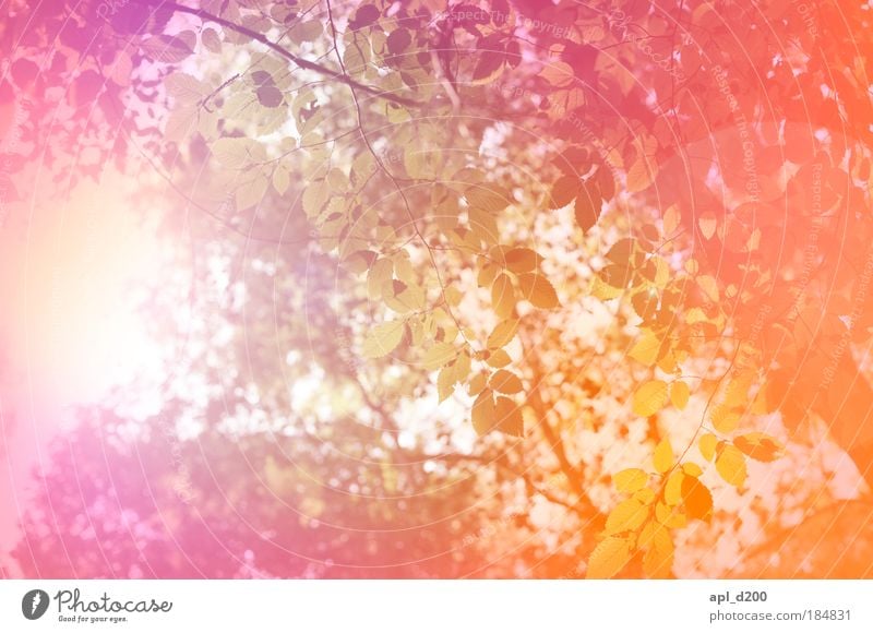 paint forest Colour photo Multicoloured Exterior shot Experimental Abstract Deserted Day Light Light (Natural Phenomenon) Sunlight Back-light