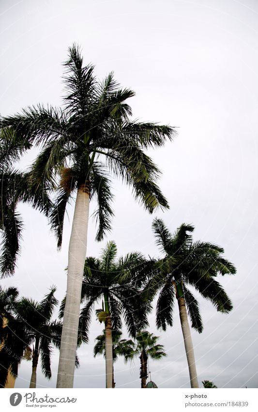 palm trees. Colour photo Exterior shot Lifestyle Vacation & Travel Tourism Trip Summer Summer vacation Sun Sunbathing Environment Nature Discover Relaxation