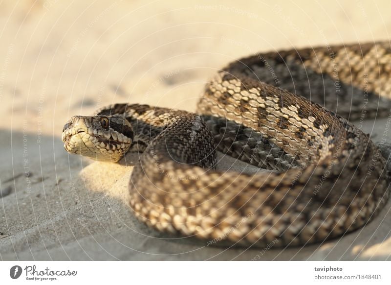 closeup of female moldavian meadow viper Beautiful Woman Adults Nature Animal Meadow Snake Creepy Natural Wild Brown Fear Dangerous Colour Reptiles poison