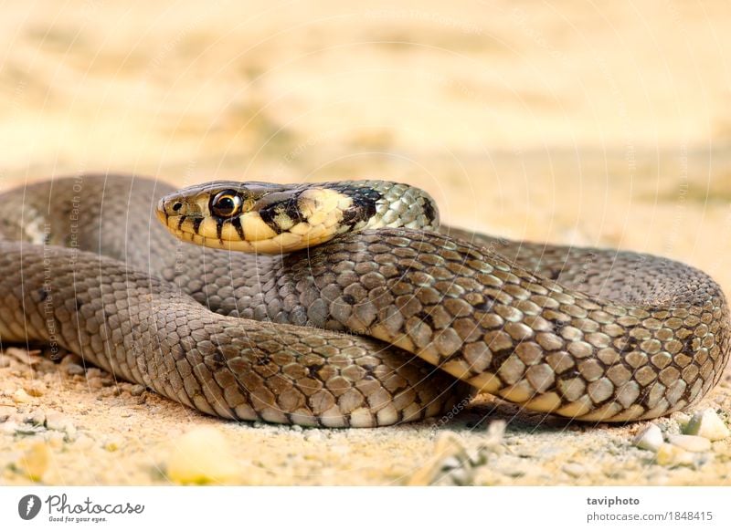 juvenile grass snake close up Face Life Nature Animal Grass Snake Wild Gray Fear Colour wildlife Reptiles predator danger slither serpent reptilian eye