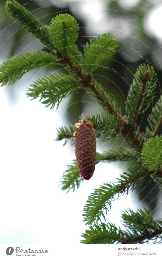 cone and tree Tree Fir tree Clouds Sky Fir needle