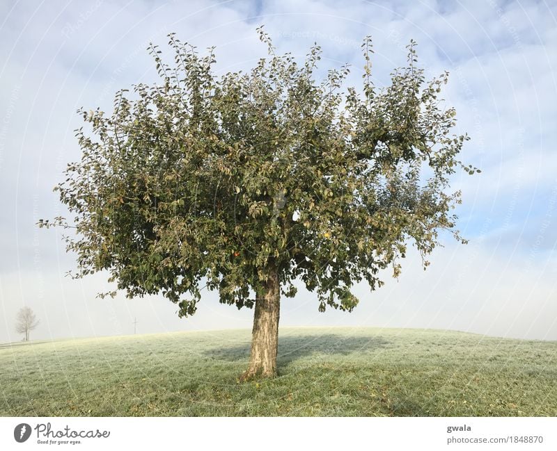 lonesome apple Apple Fruit Promenade Landscape Nature Sun Sunlight Autumn Beautiful weather Fog Plant Tree Fruit trees Apple tree Harvest Field Hill Pasture