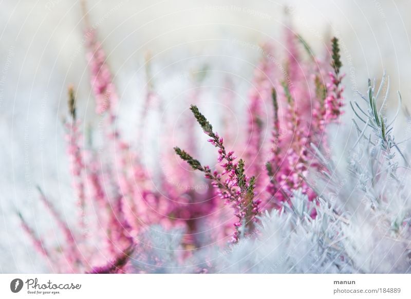 calluna Design Senses Baptism Gardening Market garden Gardener Nature Spring Winter Plant Bushes Blossom Mountain heather Park Heathland Illuminate Growth Fresh