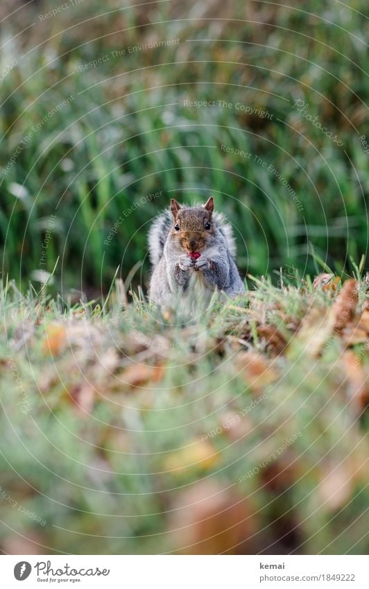 An apple a day Healthy Eating Well-being Contentment Nature Plant Autumn Grass Leaf Park Meadow Animal Wild animal Animal face Pelt Paw Squirrel 1 To hold on