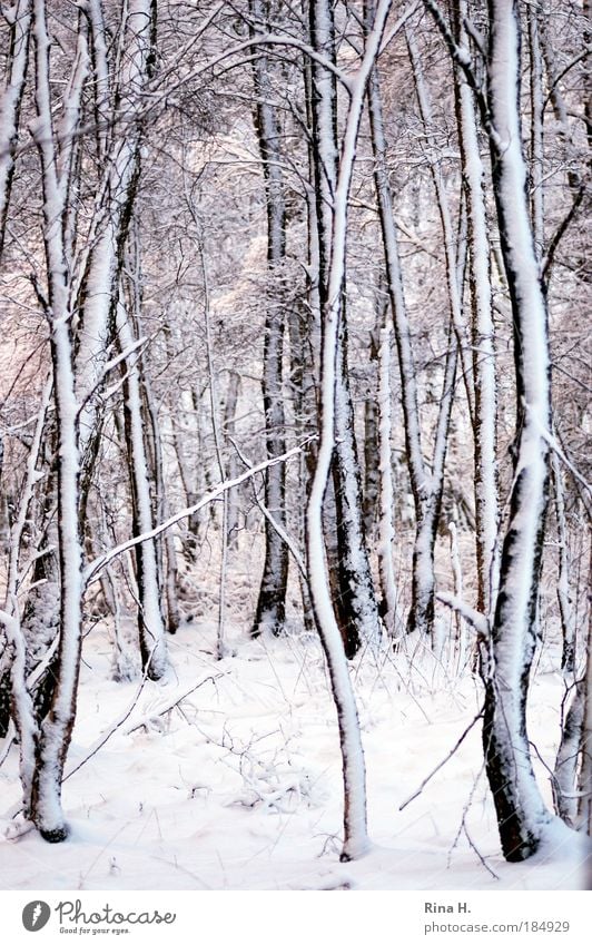 Birches in the snow Subdued colour Twilight Shallow depth of field Central perspective Nature Landscape Ice Frost Snow Forest Cold Black White Emotions