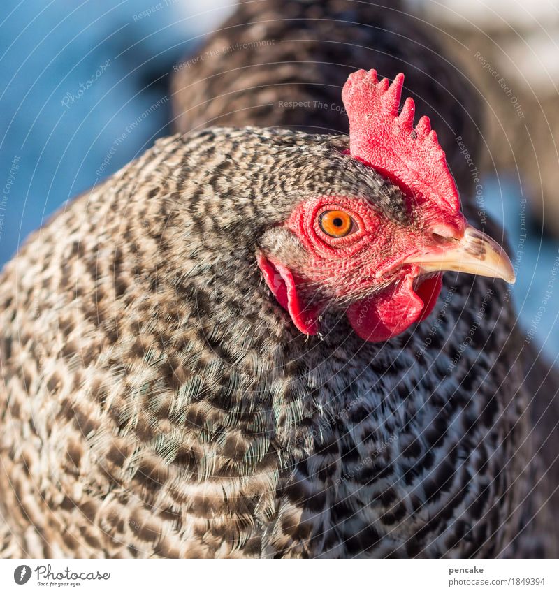 Sitting in the morning sun Beautiful weather Snow Animal Farm animal Animal face 1 To enjoy Esthetic Barn fowl guinea fowl chicken eye Crest Red Pattern