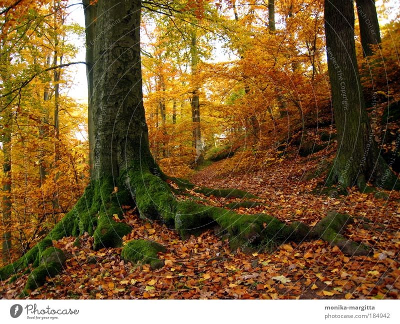 Golden Autumn 1 Colour photo Exterior shot Deserted Sunlight Deep depth of field Central perspective Harmonious Calm Landscape Earth Beautiful weather Tree Moss