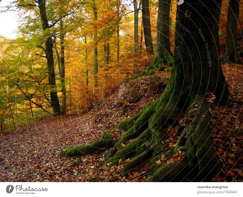 steadfast Nature Landscape Earth Sunlight Autumn Beautiful weather Tree Moss Forest Thueringer Wald Deserted Lanes & trails Moody Colour photo Exterior shot Day