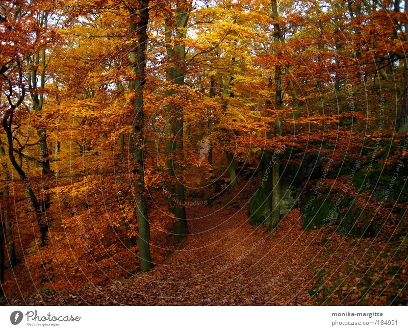 Golden Autumn 2 Nature Landscape Beautiful weather Tree Forest Rock Deserted Lanes & trails Contentment Safety (feeling of) Calm Colour photo Exterior shot Day