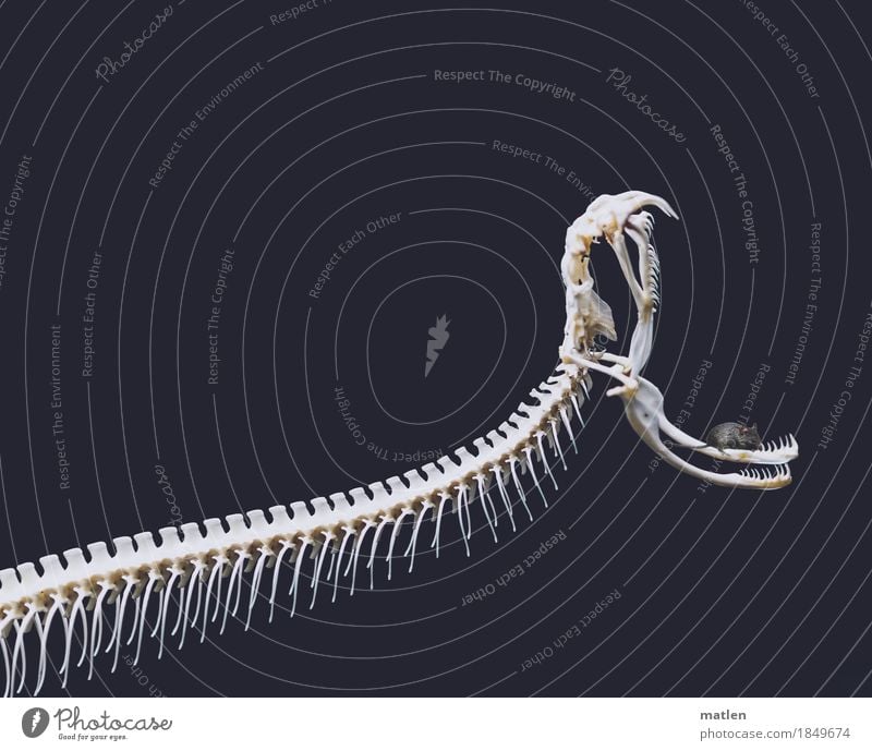 satisfaction Animal Pet Wild animal Mouse Snake 2 Creepy Gray White Skeleton Muzzle inspection Contentment Subdued colour Interior shot Deserted Copy Space left