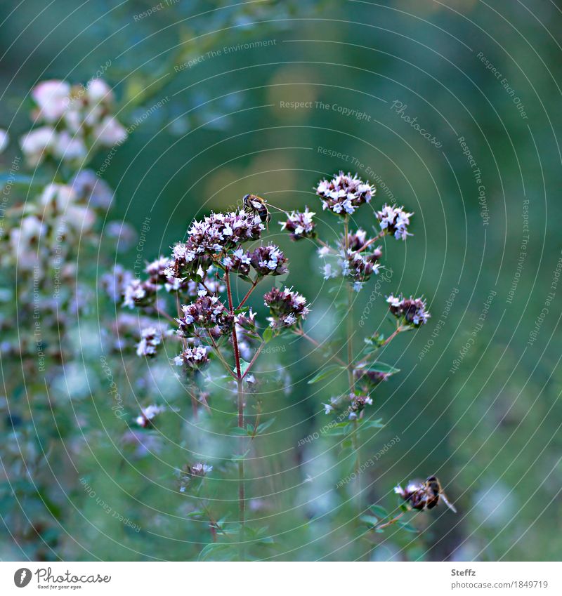 Nectar plant Verbena and the bees in the summer garden verbena bonariensis Honey flora uncontrolled growth medicinal plant Wild plant Nectar Search