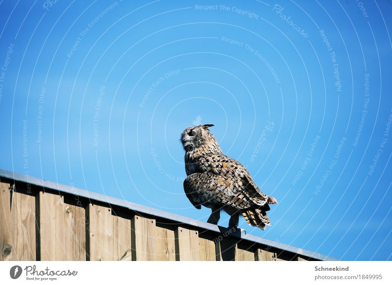 The bird Hunting Environment Nature Landscape Sky Cloudless sky Sun Animal Wild animal Bird 1 Observe Feeding Esthetic Threat Beautiful Blue Brown Eagle owl