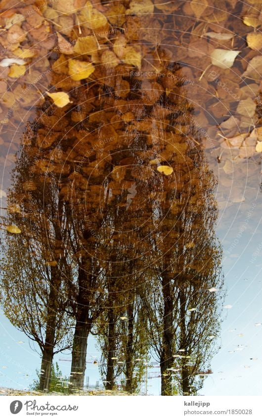 golden brown Environment Nature Landscape Plant Animal Autumn Weather Rain Tree Leaf Park Dream Poplar Autumn leaves Reflection Puddle Crane Brown Gold