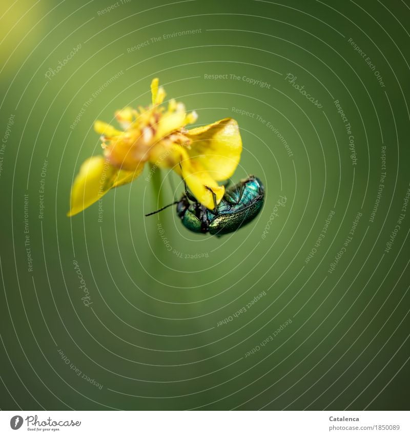 Scuffle, rose beetle hangs on petal of yellow flower Nature Plant Animal Summer Beautiful weather Flower Blossom Wild plant Meadow Beetle Rose beetle 1 To feed