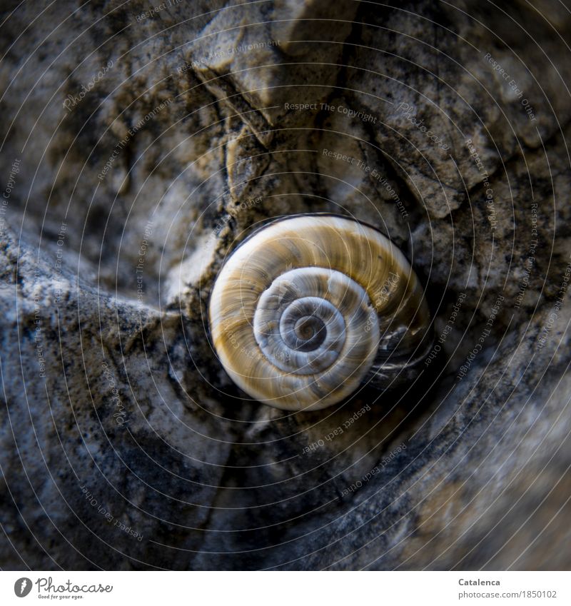 Gold, snail shell on rock Animal Summer Rock Crumpet Snail shell Stone Sleep Wait Esthetic Slimy Brown Yellow Gray Success Calm Authentic Design Energy