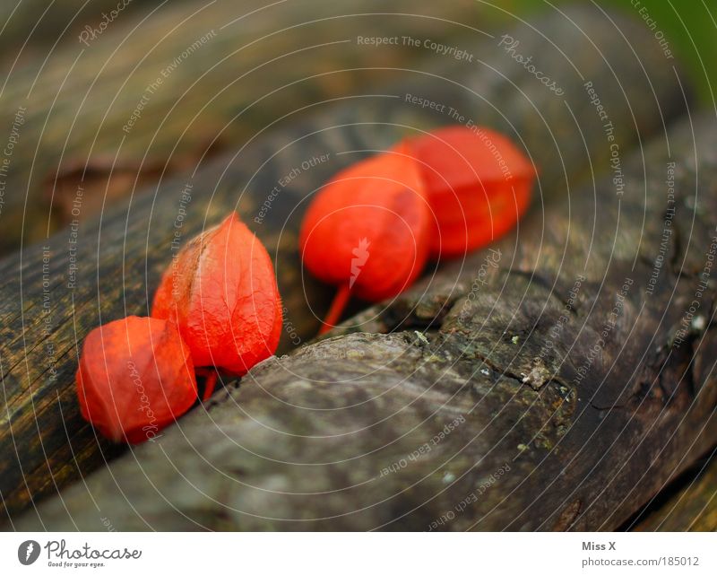 lantern chain Food Nutrition Environment Nature Summer Autumn Beautiful weather Plant Tree Moss Garden Park Illuminate Small Red Row Chinese lantern flower