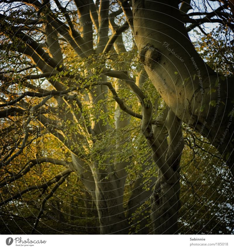 Scottish Autumn Nature Landscape Sunrise Sunset Beautiful weather Tree Forest Moody Colour photo Exterior shot Twilight Shadow Contrast Sunlight Day