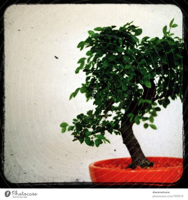 Penzai. Plant Tree Green Orange Bonsar Camera tossing Analog Houseplant Frame internships Small Miniature penzai penjing Japan China Garden art Colour photo