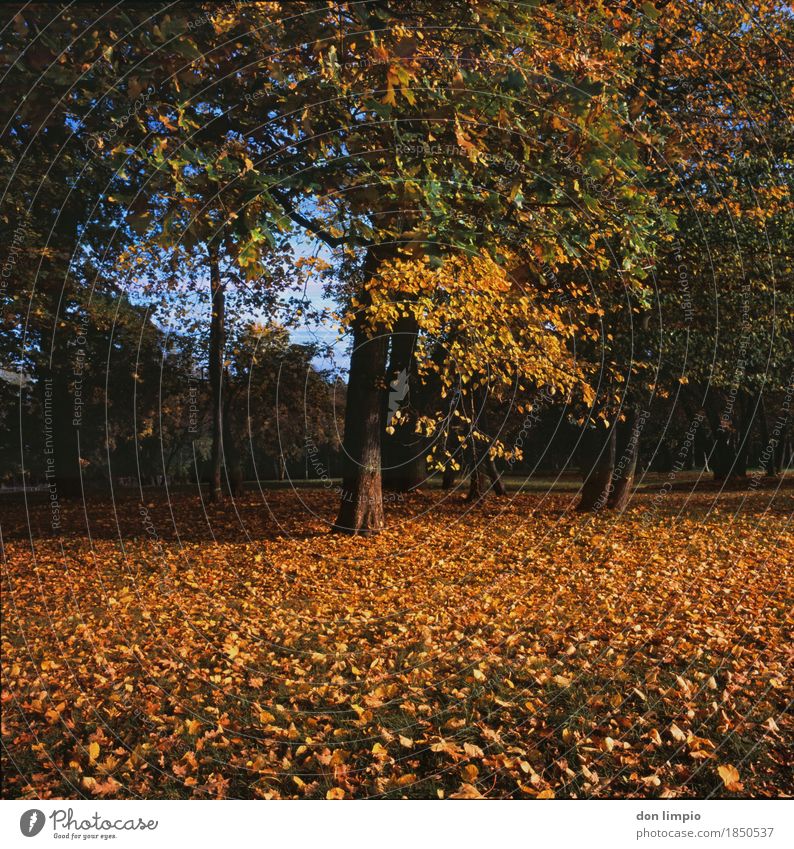 civic park Environment Beautiful weather Tree Park Deserted To dry up Many Yellow Gold Moody Calm Leaf Deciduous tree Autumn Analog Colour photo Exterior shot