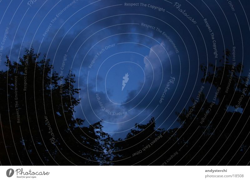 Dark Sky Forest Night Tree Fir tree Clouds Evening Silhouette