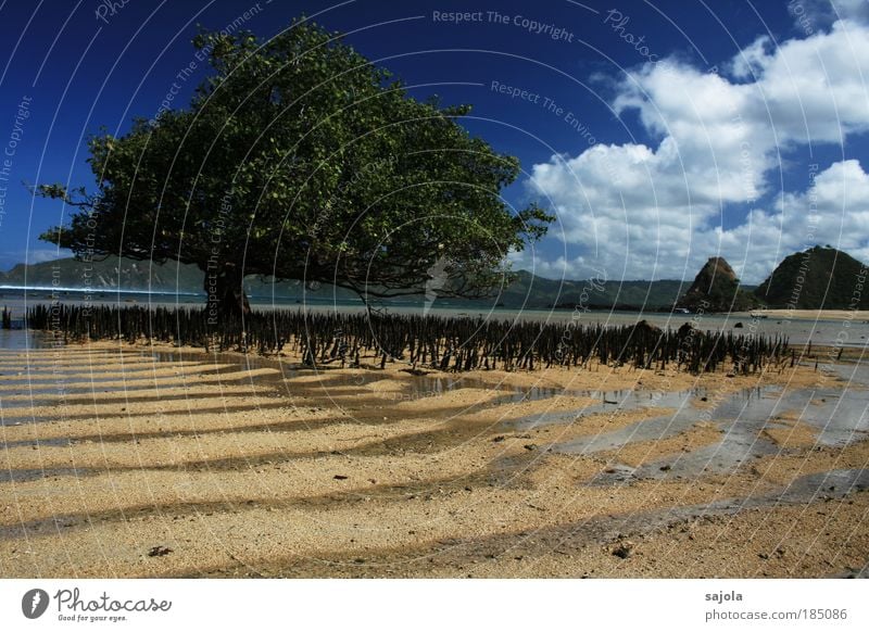 a tree on the beach Environment Nature Landscape Plant Elements Water Sky Clouds Beautiful weather Tree Waves Coast Beach Ocean Island Lombok Kuta Beach