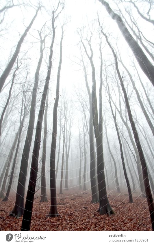 Fog in the high forest Forest Deciduous forest Tree Tree trunk Branch Twig Beech tree Beech wood Forestry Wood Autumn Winter Haze Sky Colorless Cold Dreary