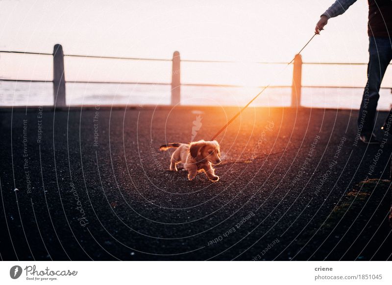 Adorable puppy running playful on promenade in sunset Lifestyle Joy Beautiful Sun Beautiful weather Park Street Animal Pet Dog 1 Small Funny Cute Puppy healthy