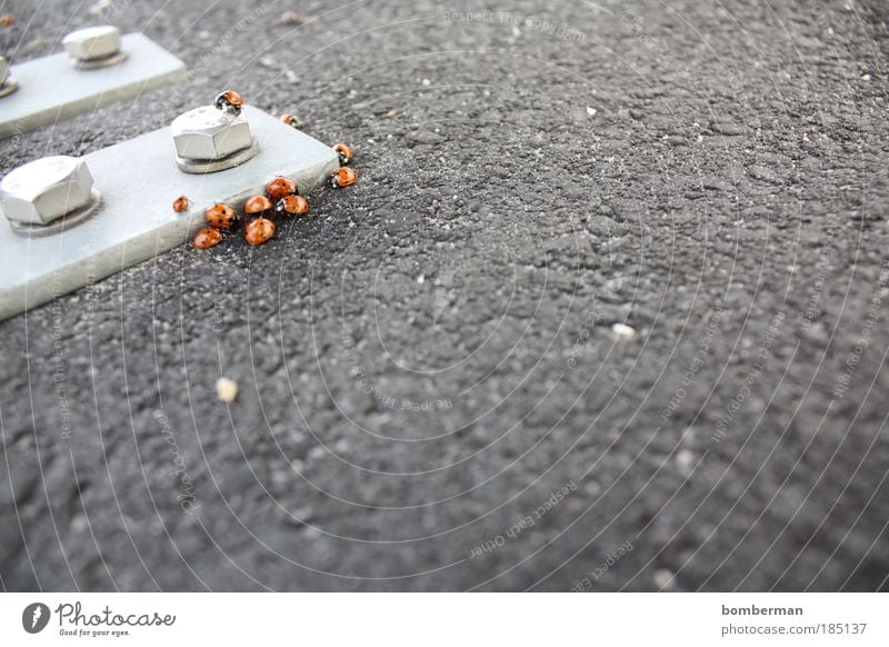 ladybird infestation Animal Beetle Group of animals Together Ladybird Asphalt Metal Screw Point Colour photo Exterior shot Close-up Deserted Copy Space right