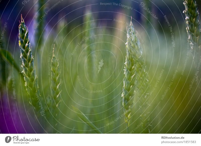 cereals Environment Nature Plant Agricultural crop Field Growth Natural Green Background picture Agriculture Harvest Grain Grain field Colour photo