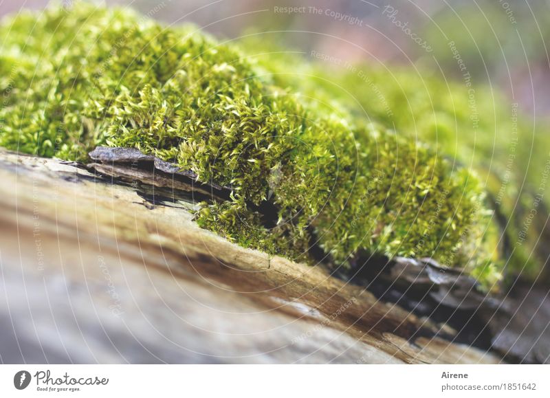 warm up Plant Climate Moss Hut Roof Wood Growth Cuddly Natural Warmth Soft Damp Wetlands Shingle roof Colour photo Exterior shot Close-up Deserted