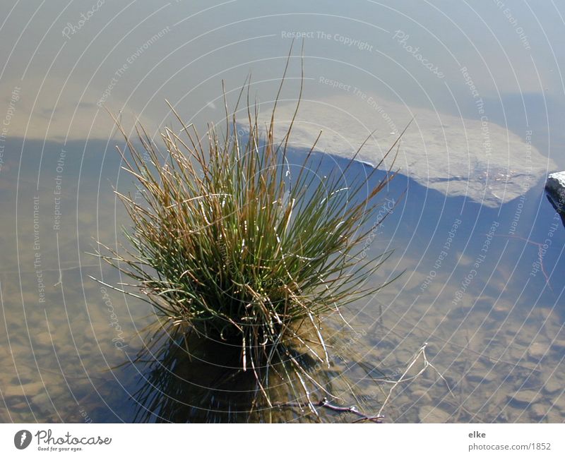 amsee Grass Lake Stone Nature