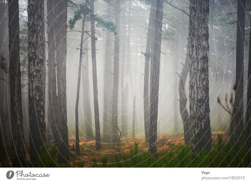 Mystery misty forest Adventure Wallpaper Environment Nature Landscape Plant Spring Summer Autumn Weather Bad weather Wind Fog Rain Tree Grass Park Forest Dark