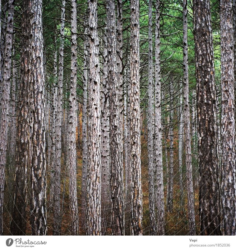 Mystery forest with big trees Wallpaper Environment Nature Landscape Plant Spring Summer Autumn Tree Leaf Park Forest Dark Tall Natural Brown Yellow Green Black