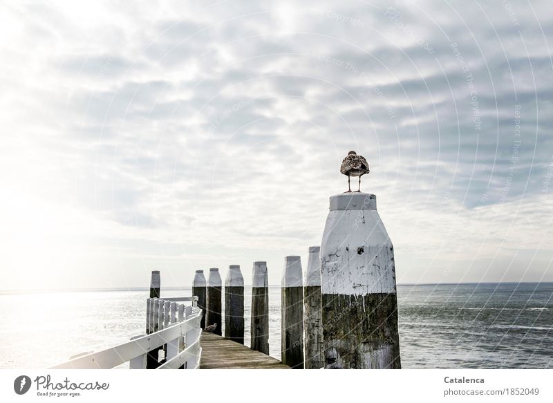 Wisdom? Is wisdom beyond the horizon? Landscape Animal Sky Clouds Horizon Summer Bad weather North Sea Ocean footbridge Bird Seagull 2 Wood Observe Maritime