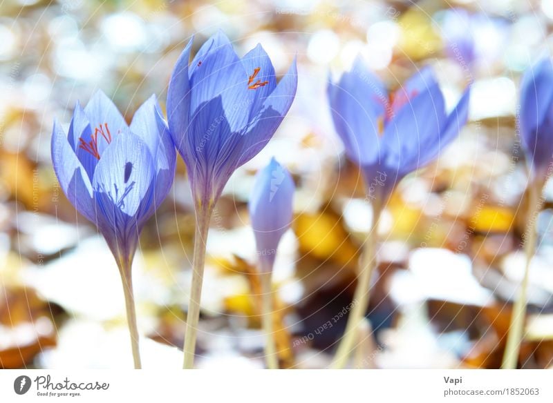 Blue flower crocus in the forest Summer Sun Garden Environment Nature Landscape Plant Sunlight Spring Flower Leaf Blossom Wild plant Meadow Forest Fresh Bright