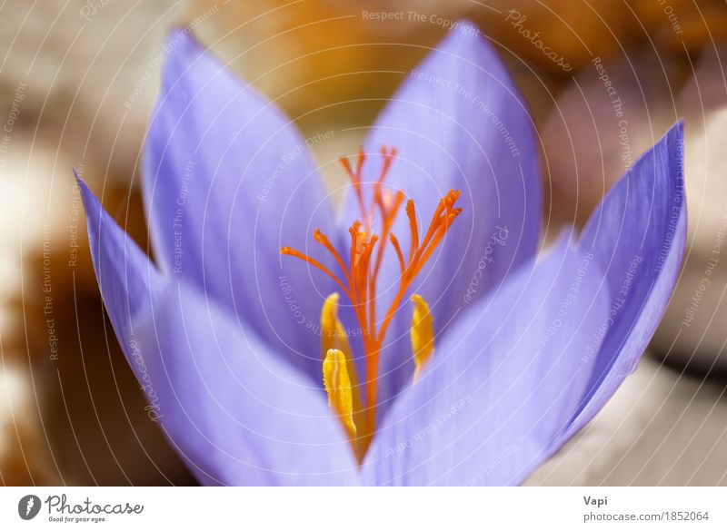 Blue flower crocus in the forest Elegant Summer Garden Wallpaper Nature Landscape Plant Spring Flower Leaf Blossom Forest Fresh Bright Natural Yellow Violet