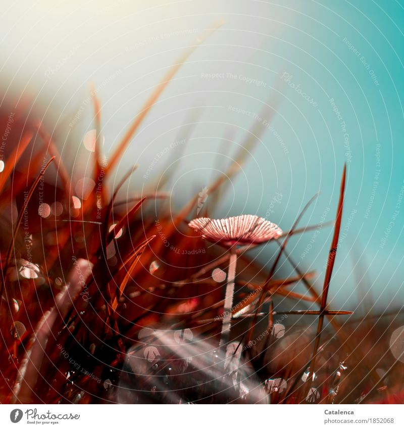 Mushroom à la behrchen, In red grass shines a mushroom, turquoise sky Nature Drops of water Cloudless sky Grass Garden Glittering Growth Red Black Turquoise