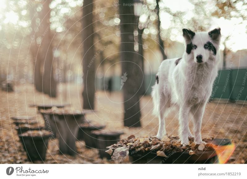 Sachi - 8 years young Dog animal portrait Autumn foliage out Back-light Backlight shot Autumnal colours Autumnal weather Pet Companion Hound laika