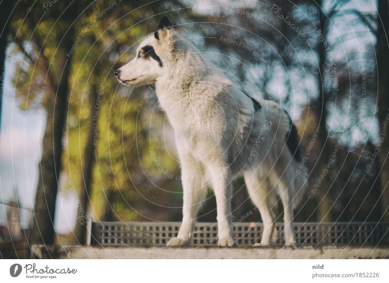 Laika Lifestyle Elegant Style Environment Nature Autumn Beautiful weather Park Animal Pet Dog laika 1 Observe Discover Esthetic Athletic Authentic Threat