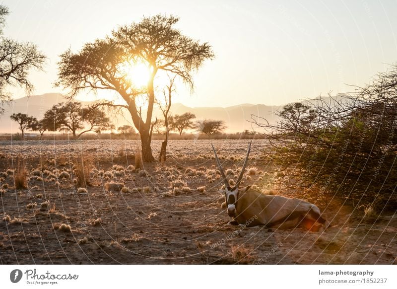 A new day. Vacation & Travel Far-off places Safari Summer vacation Sunrise Sunset Sunlight Tree Bushes Desert Namib desert Namibia Africa Gemsbok Antelope Calm