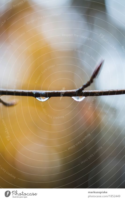 forest autumn raindrops branch Hiking Environment Nature Landscape Plant Animal Autumn Rain Tree Leaf Branch Drop Drops of water Progress Forest Esthetic