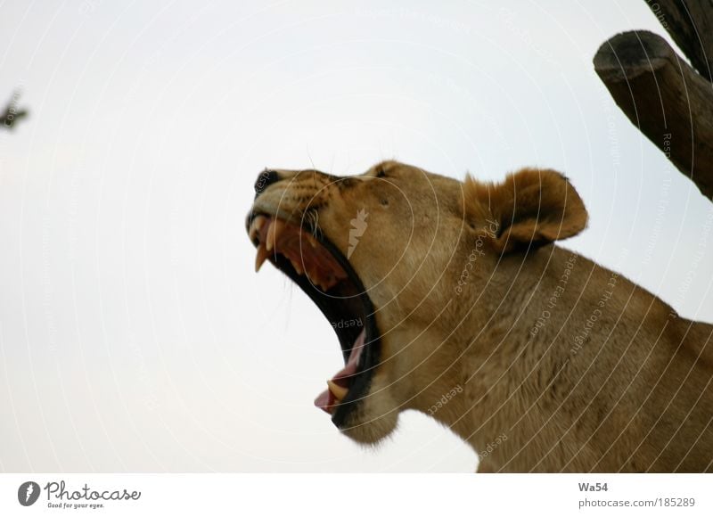 Well roared, lion Wild animal Zoo 1 Animal Aggression Threat Large Anger Brown White Willpower Dangerous Grouchy Scream Colour photo Close-up Copy Space top