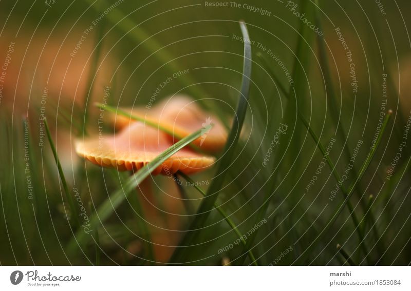 pair of mushrooms Nature Autumn Weather Plant Wild plant Garden Meadow Moody Green Brown Mushroom Grass Colour photo Exterior shot Close-up Detail