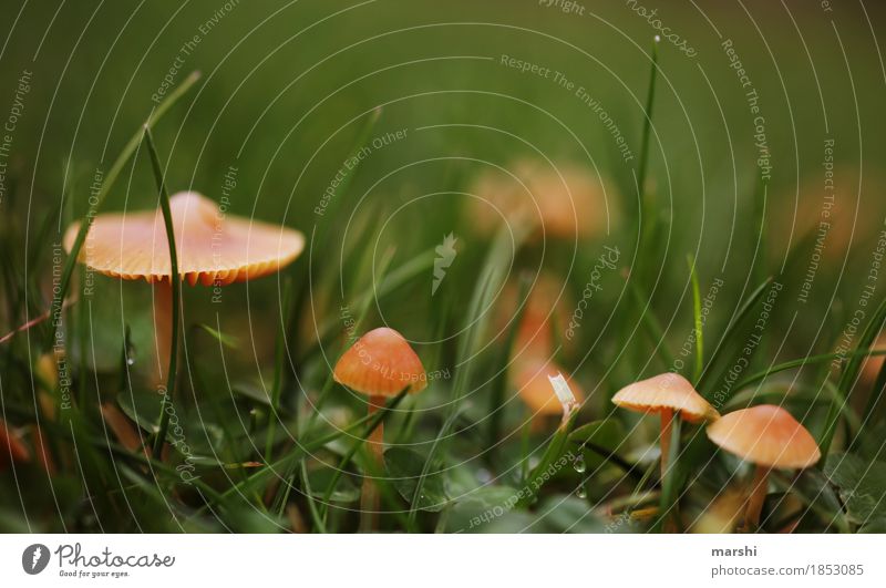 mushroom family Nature Autumn Climate Plant Garden Meadow Moody Mushroom Grass Small Autumnal Colour photo Exterior shot Close-up Detail